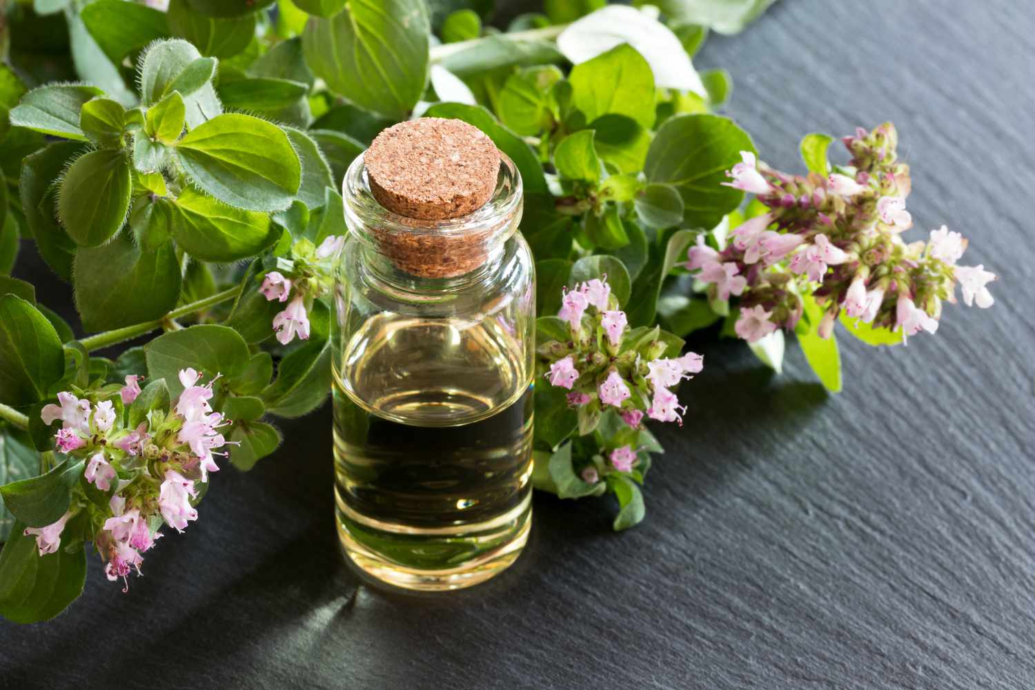 Oregano- Soothe irritated skin, anti-inflammatory, antioxidant rich for healthy, glowing skin